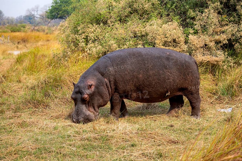 Hippopotamus (Hippopatamus amphibius), grazing in a meadow, Okavango Delta, Moremi Game Reserve, Botswana