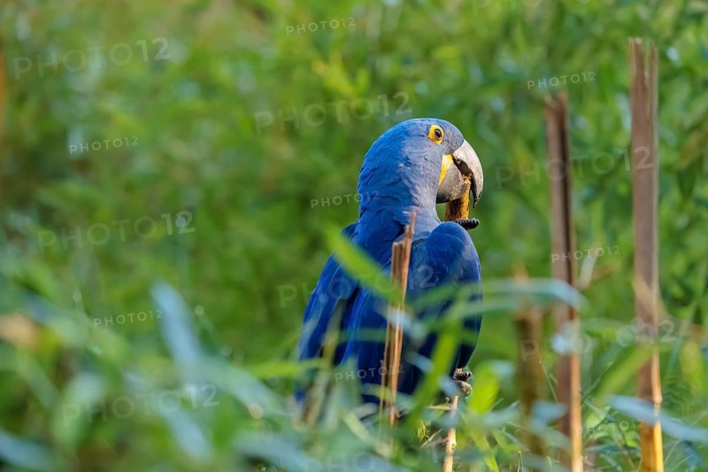 A hyacinth macaw (Anodorhynchus hyacinthinus) sits in dense green vegetation and nibbles on dry straws. Central and eastern South America