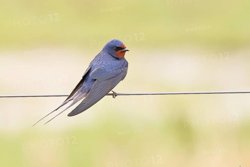 Barn Swallow (Hirundo rustica) sitting on a pasture fence, wildlife, animals, birds, swallows, migratory bird, Ochsenmoor, Dümmer See nature park Park, Hüde, Lower Saxony, Germany