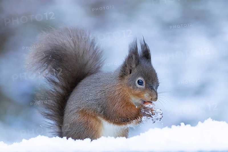 Red squirrel (Sciurus vulgaris) adult animal feeding on a hazel nut in snow in winter, England, United Kingdom