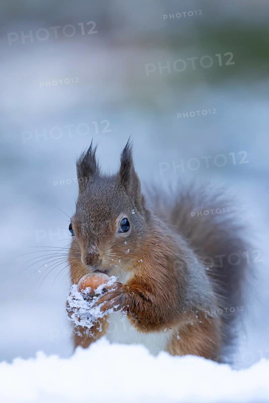 Red squirrel (Sciurus vulgaris) adult animal feeding on a hazel nut in snow in winter, England, United Kingdom