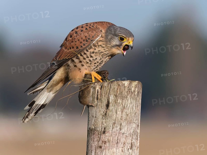 Kestrel (Falco tinnunculus) chokes out pellets and has a captured mouse in its claws, Berlin, Germany