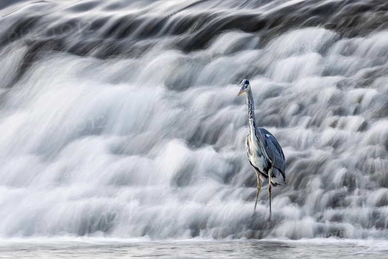 A heron stands at the foot of a rushing waterfall, A grey heron (Ardea cinerea) stands in the weir of Marburg an der Lahn in Hesse