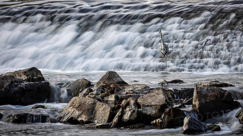 Heron in front of a large waterfall with rocks in the foreground, A grey heron (Ardea cinerea) stands in the weir of Marburg an der Lahn in Hesse