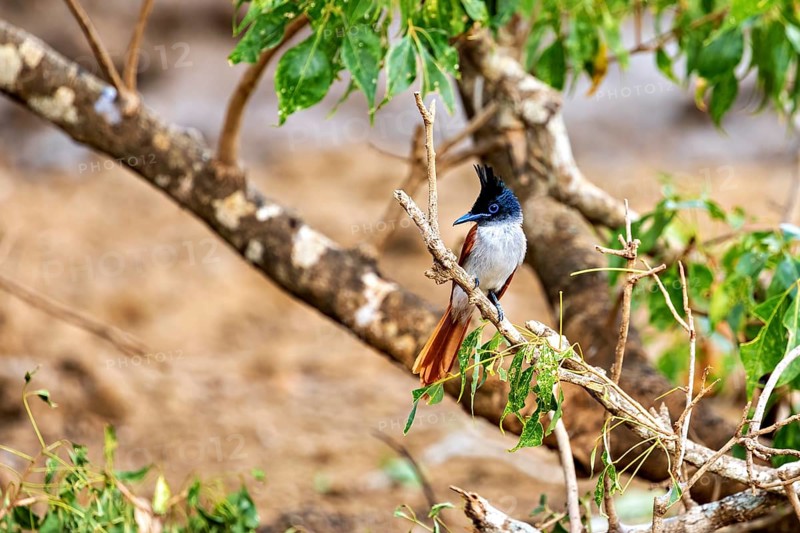 Exotic bird sitting on a branch surrounded by green leaves and a blurred background, Indian paradise flycatcher (Terpsiphone paradisi) in Yala National Park Sri Lanka