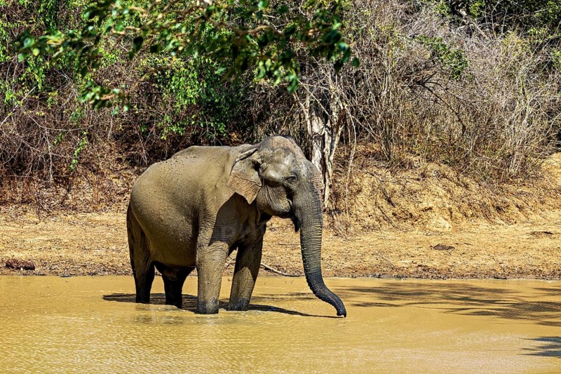 An elephant bathes in a muddy waterhole, surrounded by vegetation, the sun shines through, Sri Lanka elephants (Elephas maximus maximus) in Yala National Park Sri Lanka