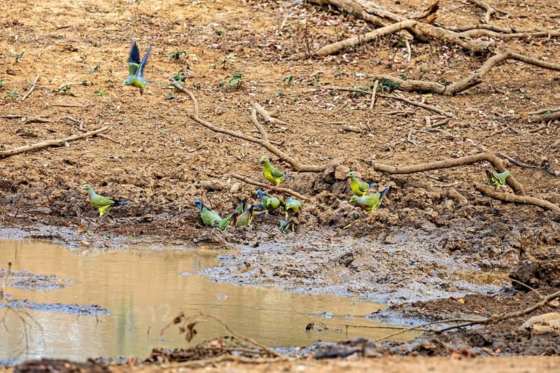 Several colourful birds gather around a waterhole in a dry, earthy area with branches, Band-tailed Pigeon (Treron bicinctus) in Yala National Park in Sri Lanka
