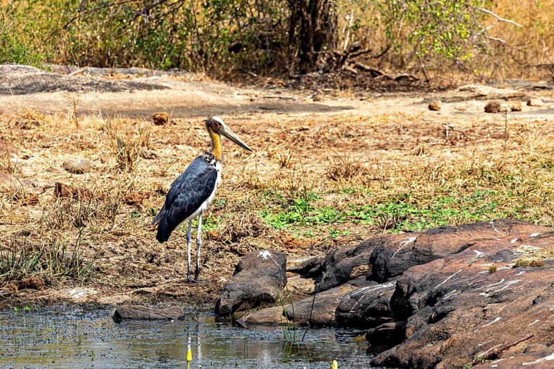 A stork stands at the edge of a small body of water surrounded by dry grasses and rocks, Lesser Adjutant, Leptoptilos javanicus in Yala National Park Sri Lanka