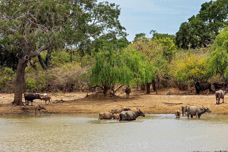 Buffalo herd at the water surrounded by trees, a living natural environment, water buffalo (Bubalus bubalis) at a waterhole in Yala National Park Sri Lanka