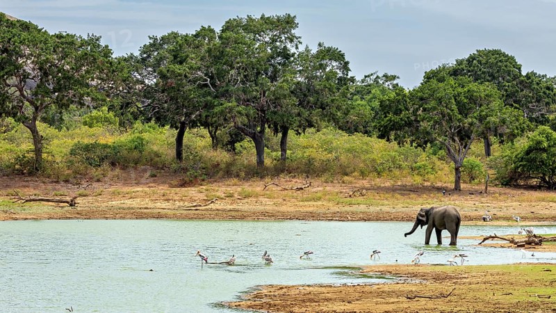 An elephant stands on the shore of a lake, surrounded by birds and trees, the morning landscape is peaceful, Sri Lankan elephants (Elephas maximus maximus) in Yala National Park Sri Lanka