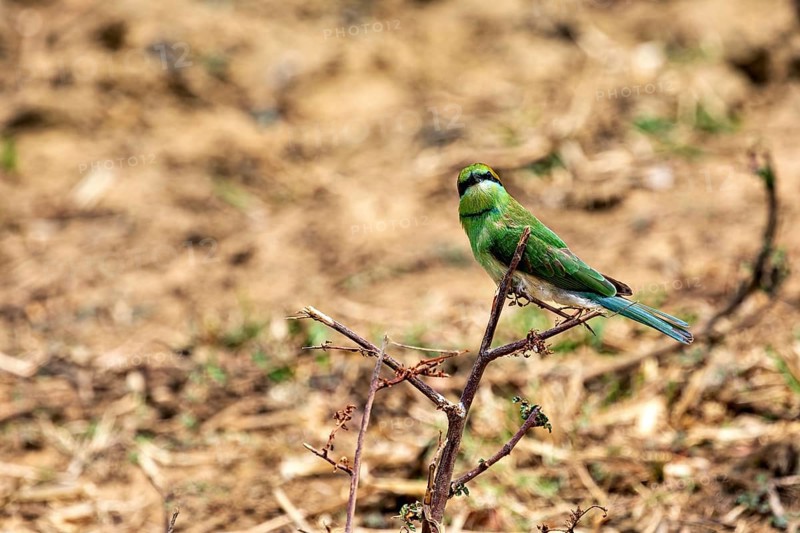 Green bird sitting on a small branch in front of a brown, blurred background, Asian Green Bee-eater (Merops orientalis) in Yala National Park Sri Lanka