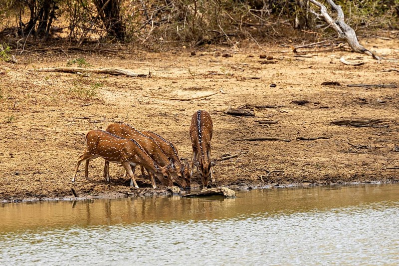 Four deer drinking at the edge of a small body of water near the tree line, Axis deer (Chital) at a waterhole in Yala National Park Sri Lanka