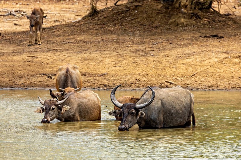 Two buffaloes in shallow water in a dry landscape, natural background, water buffalo (Bubalus bubalis) at a waterhole in Yala National Park Sri Lanka