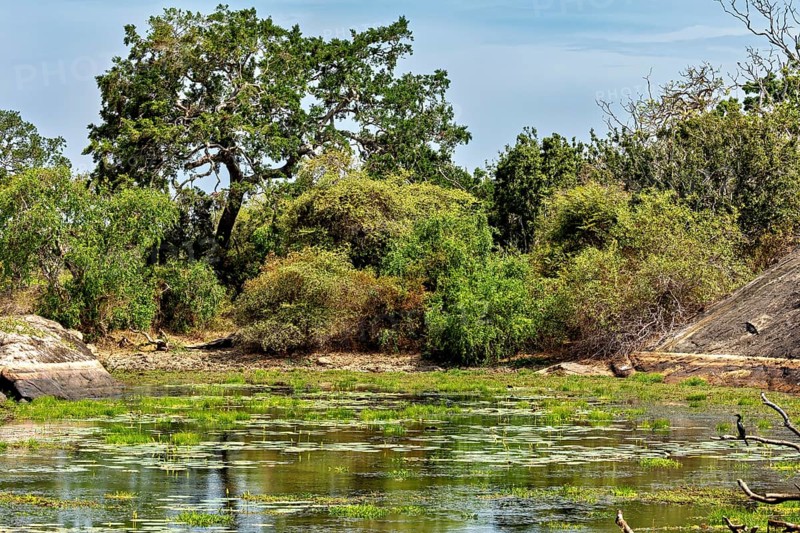 An idyllic pond with dense vegetation and trees that surround the quiet shore, The landscape of Sri Lanka's Yala National Park