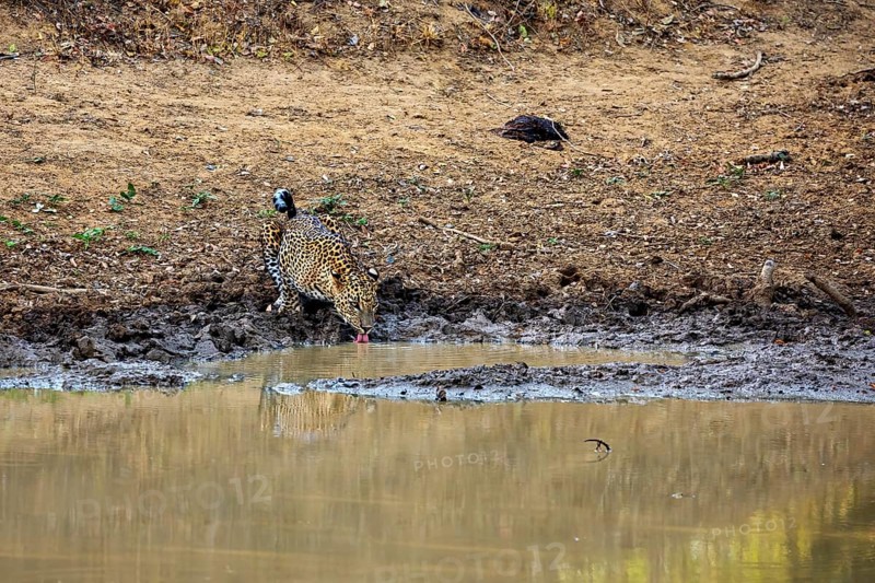 A leopard drinks at a waterhole and is reflected in the water, Sri Lanka leopards (Panthera pardus kotiya) at a waterhole in Yala National Park Sri Lanka