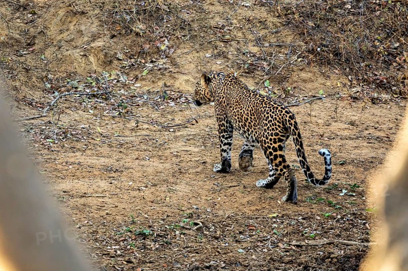 A leopard walks on earthy ground in a natural environment, Sri Lanka leopards (Panthera pardus kotiya) at a waterhole in Yala National Park Sri Lanka