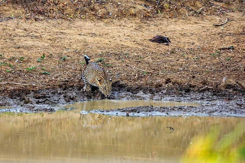 A leopard drinking at a waterhole in a natural environment, Sri Lanka leopards (Panthera pardus kotiya) at a waterhole in Yala National Park Sri Lanka