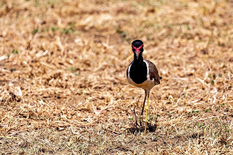 A bird stands on dry grass in a natural environment, red lapwing (Vanellus indicus) in Yala National Park Sri Lanka