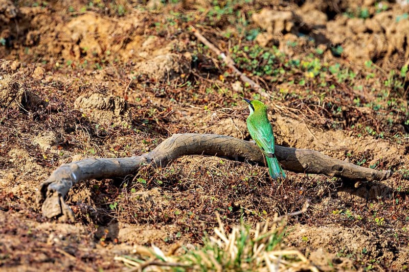 A bird with green plumage sits on a branch in an earthy environment, Asian green bee-eater (Merops orientalis) in Yala National Park in Sri Lanka