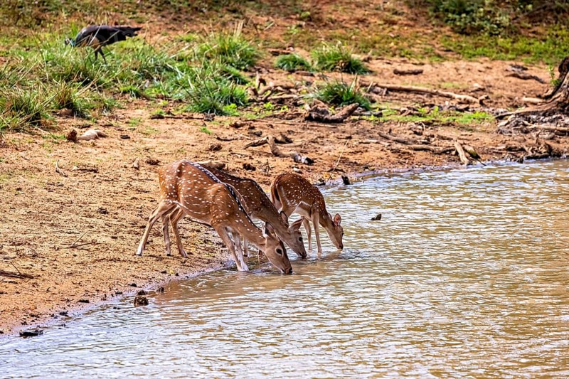 Three deer bend down to drink at a small natural water reservoir, Axis deer (Chital) at a waterhole in Yala National Park Sri Lanka