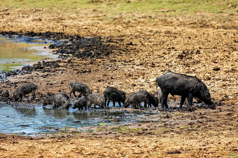 A group of wild boar, including piglets, drinking at a muddy waterhole, A Sri Lanka wild boar (Sus scrofa scalloped ribbonfish) in Yala National Park Sri Lanka