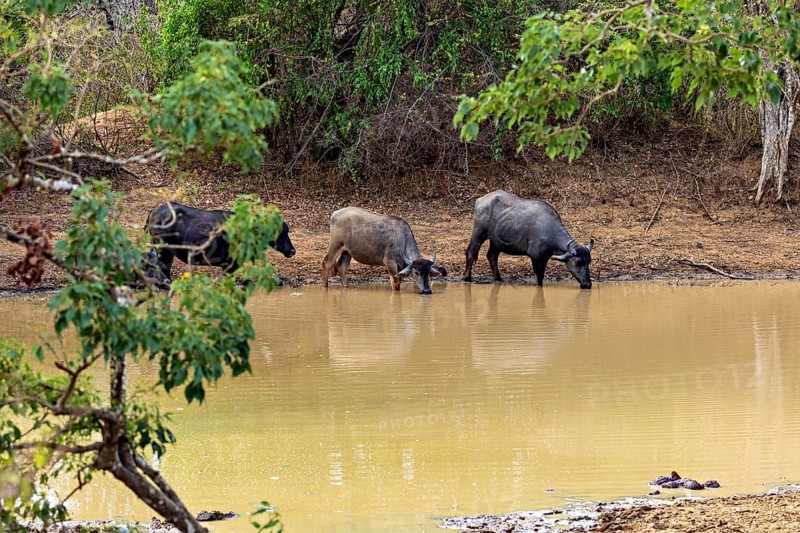 Three buffaloes drinking at the river bank surrounded by trees, harmonious natural scene, water buffaloes (Bubalus bubalis) at a waterhole in Yala National Park Sri Lanka
