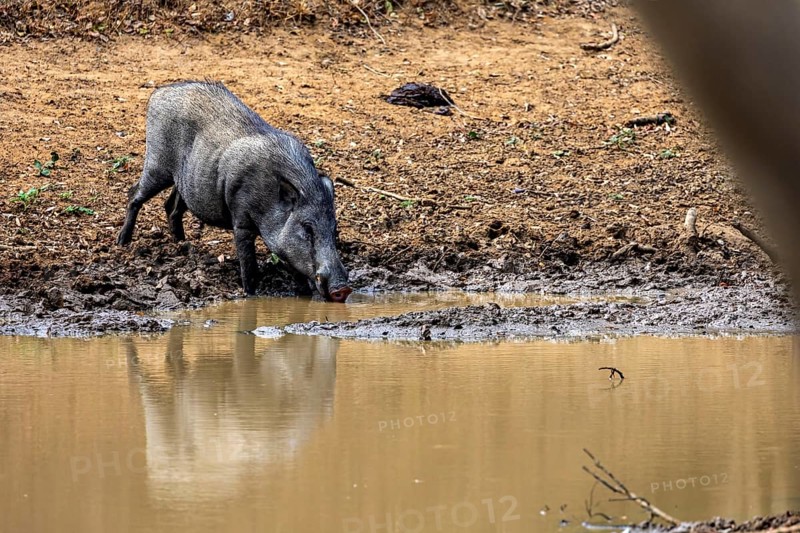 A wild boar drinks on a muddy bank, capturing the tranquil atmosphere of nature, A Sri Lanka wild boar (Sus scrofa scalloped ribbonfish) in Yala National Park Sri Lanka