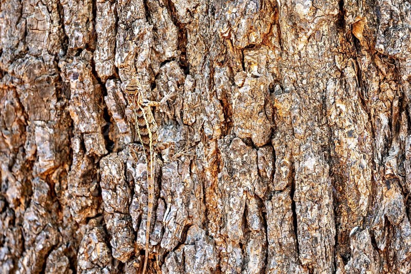 A lizard camouflages itself on brown, textured tree bark, Oriental garden agama (Calotes versicolor) in Yala National Park Sri Lanka