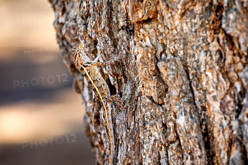 A lizard moves sideways on a tree bark, Oriental garden agama (Calotes versicolor) in Yala National Park Sri Lanka