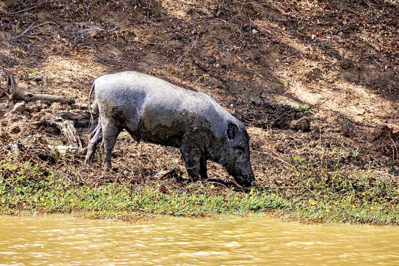 A wild boar stands on a muddy bank in the shade, surrounded by natural surroundings, A Sri Lanka wild boar (Sus scrofa scrofa ribbonfish) in Yala National Park Sri Lanka