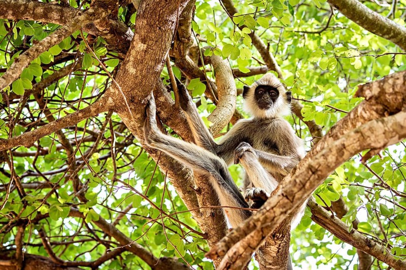 A monkey sits in a tree full of green leaves, surrounded by strong branches. The scene appears peaceful and natural, Hanuman langur (Semnopithecus priam thersites) in Yala National Park Sri Lanka