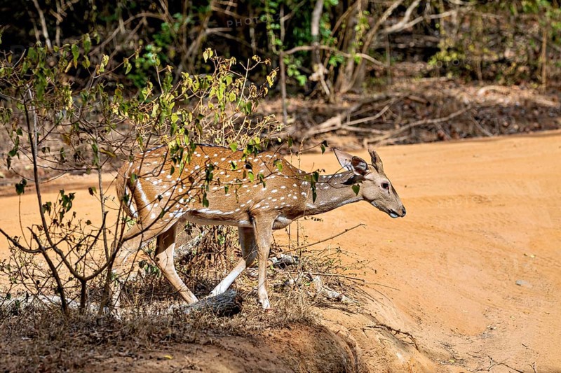 A single deer moves cautiously through the hedges along the sandy path, Axis deer (Chital) at a waterhole in Yala National Park Sri Lanka