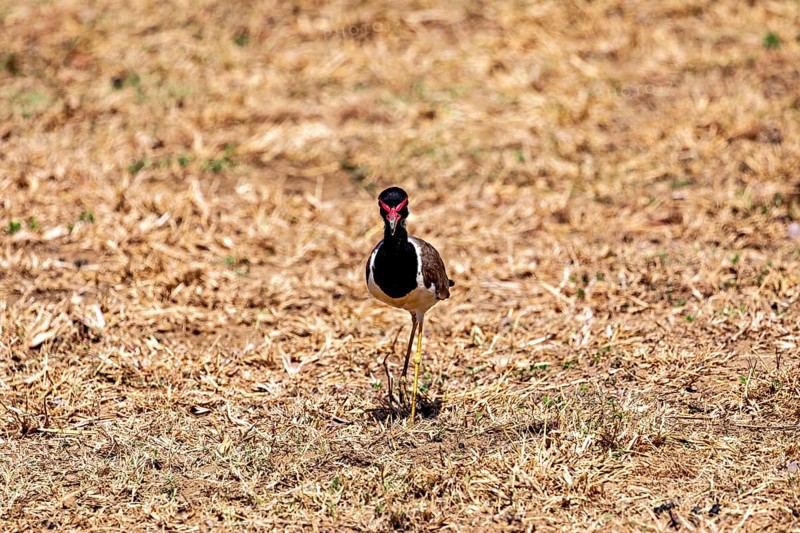 A bird stands in a dry grassland, red lapwing (Vanellus indicus) in Yala National Park Sri Lanka