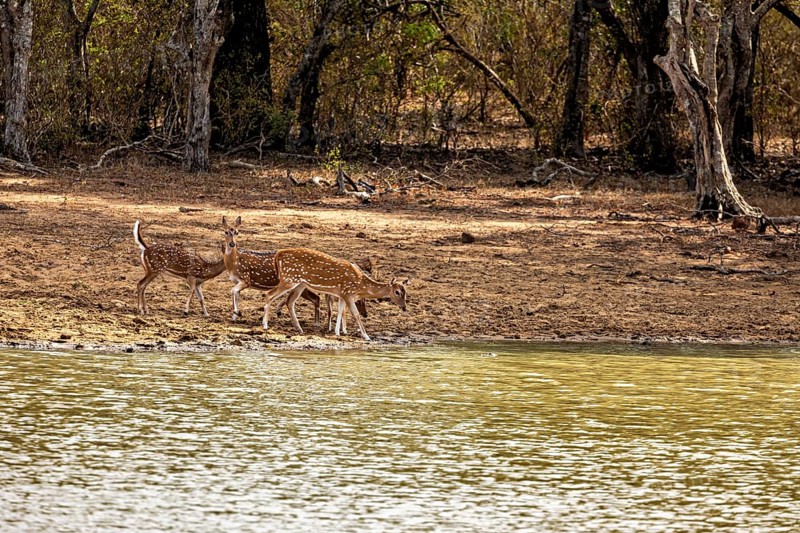Three deer drinking at the bank of a water body in the forest, Axis deer (Chital) at a waterhole in Yala National Park Sri Lanka