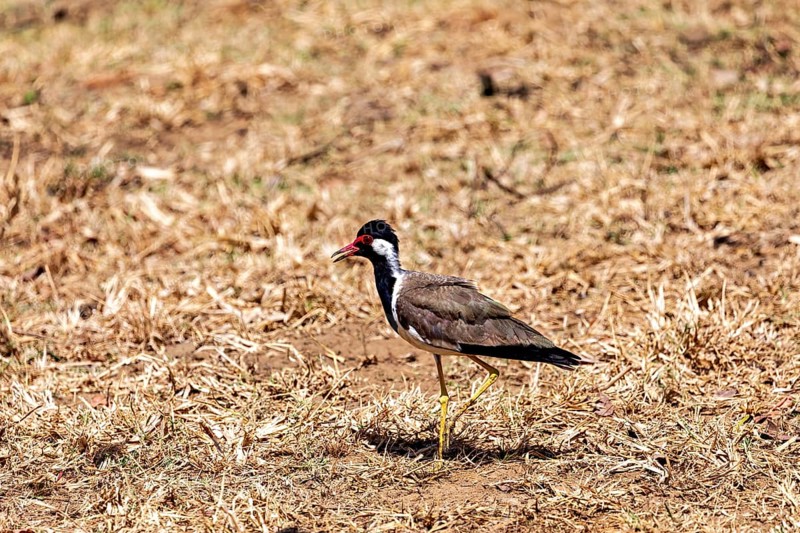 A bird sideways on brown, dry grass, red lapwing (Vanellus indicus) in Yala National Park Sri Lanka