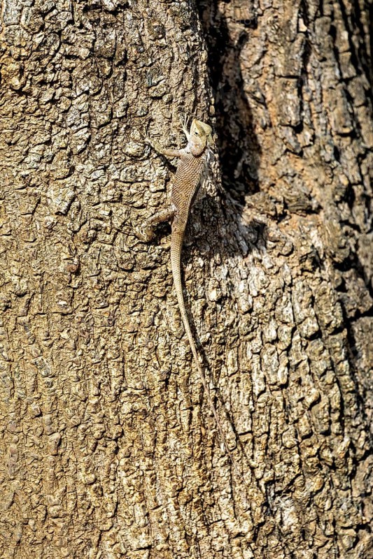 Lizard on tree bark, perfectly camouflaged, basking in the light, Oriental garden agama (Calotes versicolor) in Yala National Park in Sri Lanka