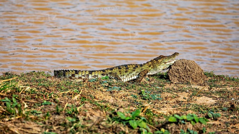 A crocodile lies on the river bank next to a sandy hill under the sun, swamp crocodile in Yala National Park Sri Lanka (Crocodilus palustris)