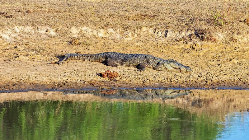 A crocodile rests on the bank of a water body under the sun, with green reflections in the water, Saltwater crocodile (Crocodylus porosus) in Yala National Park in Sri Lanka
