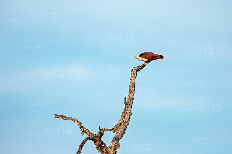 An eagle resting on a branch against a clear blue sky, A Brahmin harrier (Haliastur indus) in Sri Lanka