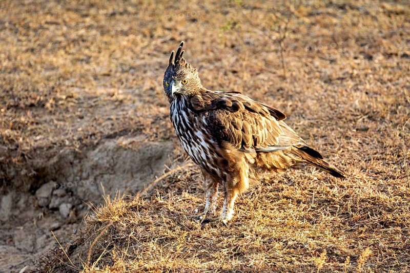 A bird of prey stands on dry ground in a natural environment in daylight, A black-breasted eagle (Spizaetus isidori) in Sri Lanka