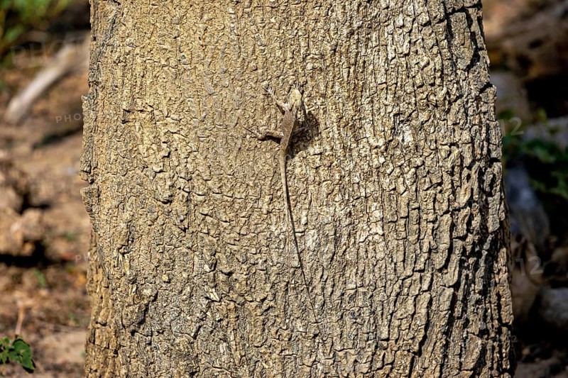 Lizard camouflaging itself on a tree trunk, almost invisible due to the natural texture, Oriental garden agama (Calotes versicolor) in Yala National Park in Sri Lanka