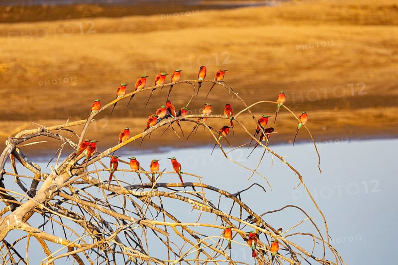 Carmine Bee-eater (Merops nubicus) Gathering at thebreeding ground South Luangwa NP Zambia August