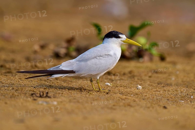 A yellow-billed tern on sandy ground, surrounded by a little green vegetation, Large-billed Tern (Phaetusa simplex), Rio Negro, Pantanal, UNESCO Biosphere Reserve, Mato Grosso, Brazil