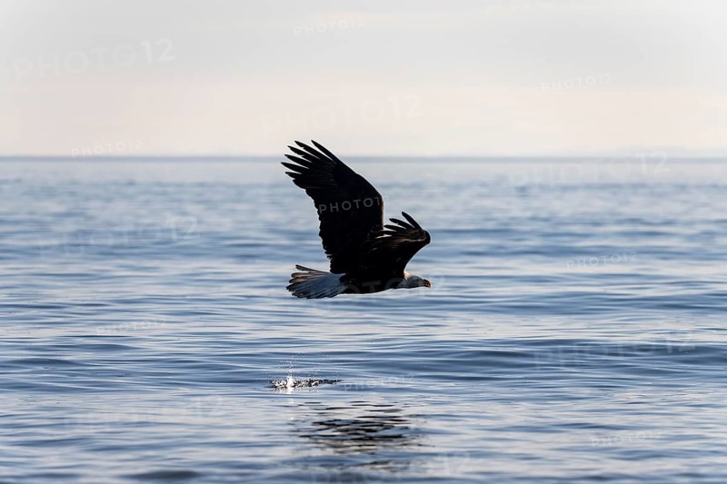 Bald eagle (Haliaeetus leucocephalus) in flight over the sea, Anchor Point at Cook Inlet, Anchor River State Recreation Area, Alaska, USA