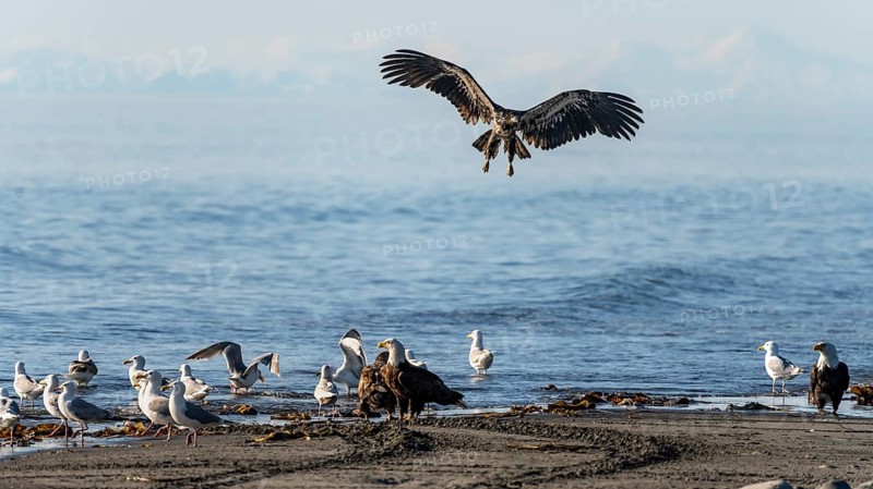 Bald eagle (Haliaeetus leucocephalus) landing on the beach next to gulls and eagles, Anchor Point at Cook Inlet, white mountain peaks of the Aleutian chain in the background, Anchor River State Recreation Area, Alaska, USA
