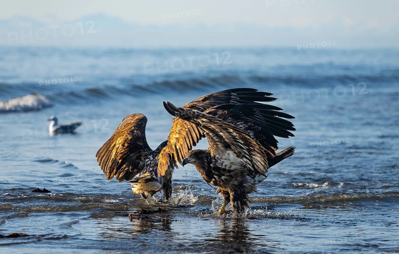 Two bald eagles (Haliaeetus leucocephalus) fighting on the beach in the ocean, Anchor Point, Cook Inlet, Anchor River State Recreation Area, Alaska, USA