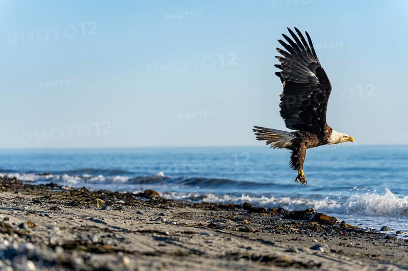 Bald eagle (Haliaeetus leucocephalus) taking off from the beach, Anchor Point, Cook Inlet, Anchor River State Recreation Area, Alaska, USA