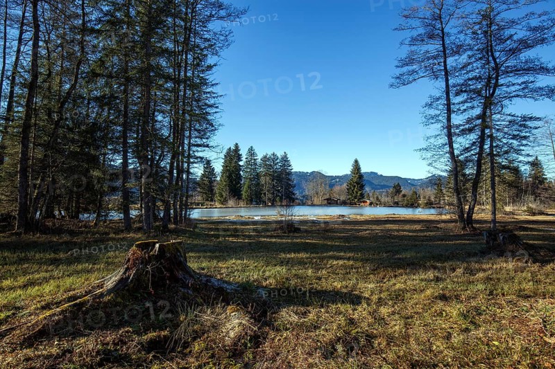 Moor, moor pond, in winter, Oberstdorf, Oberallgäu, Allgäu, Bavaria, Germany