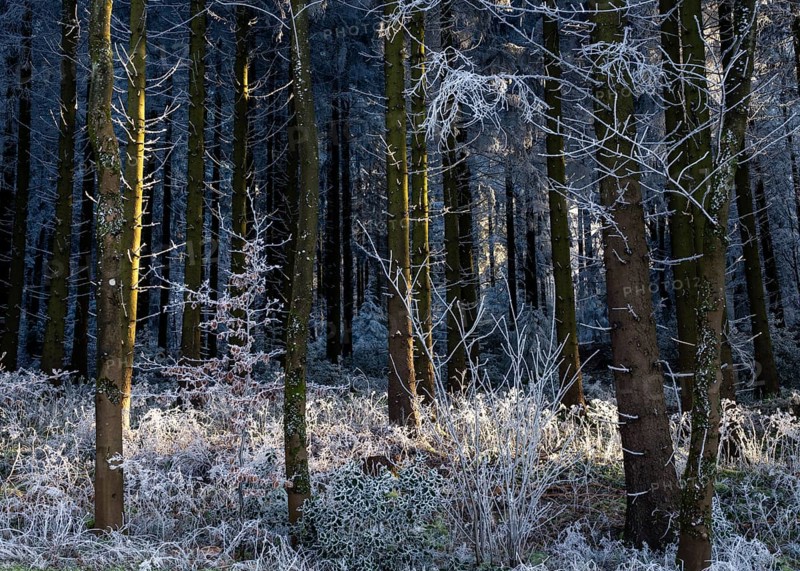 Wintery forest with hoarfrost on Königstuhl mountain, Rhein-Neckar district, Baden-Württemberg, Germany