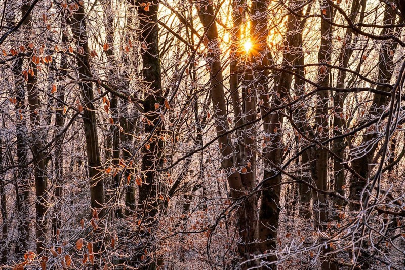Wintery forest with hoarfrost on Königstuhl mountain, evening light, sunset, Rhein-Neckar district, Baden-Württemberg, Germany